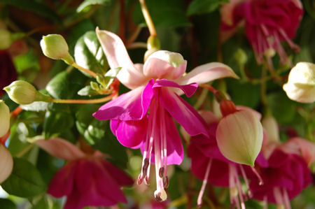 fuchsia2.jpg